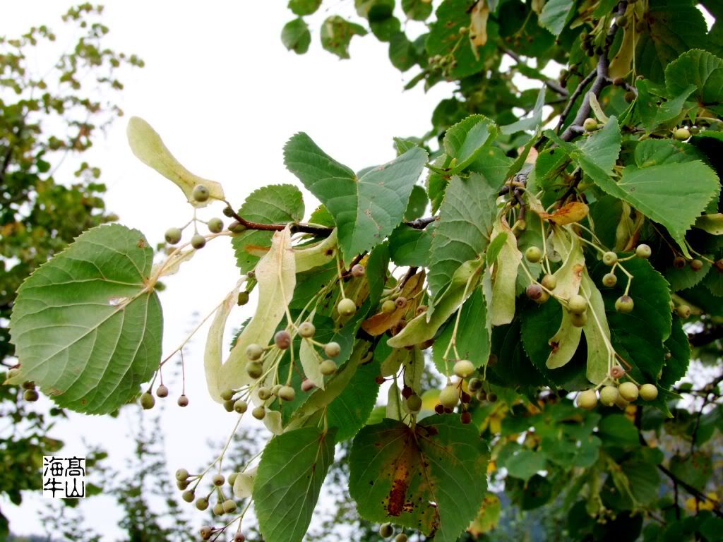 Tilia Sp