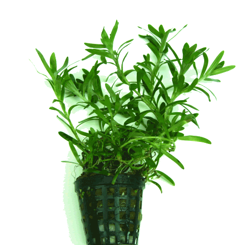 heteranthera-zosterifolia.gif