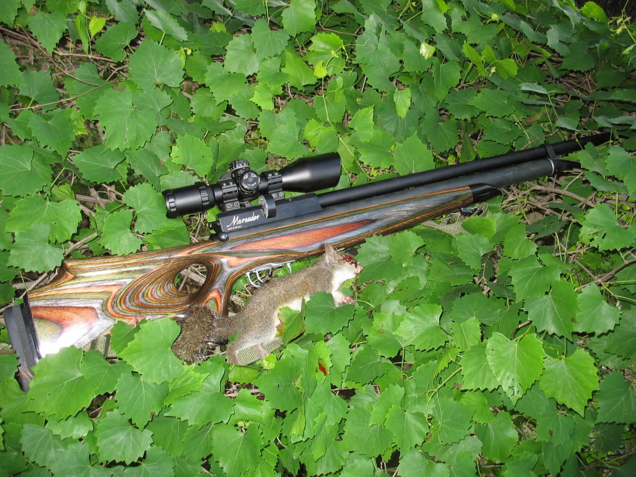 Pcp Air Rifle Hunting