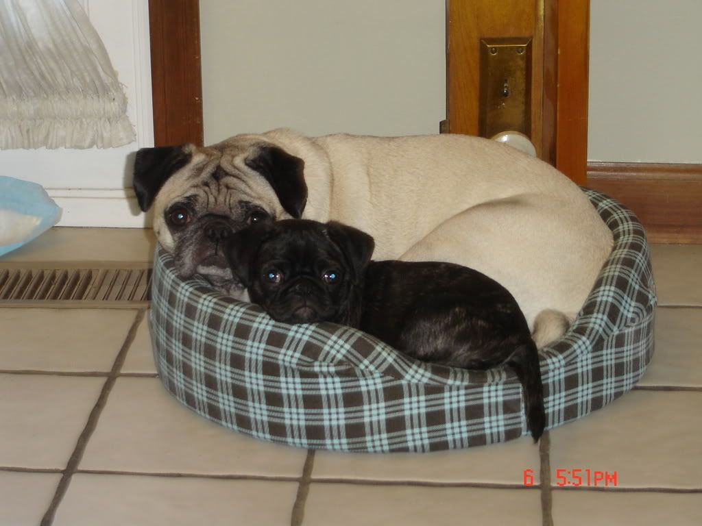 Our dogs are ruining our lives Puppy Forum and Dog Forums