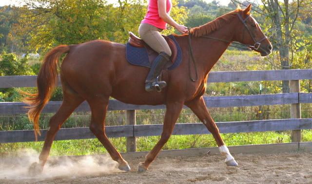 Getting started - Equine