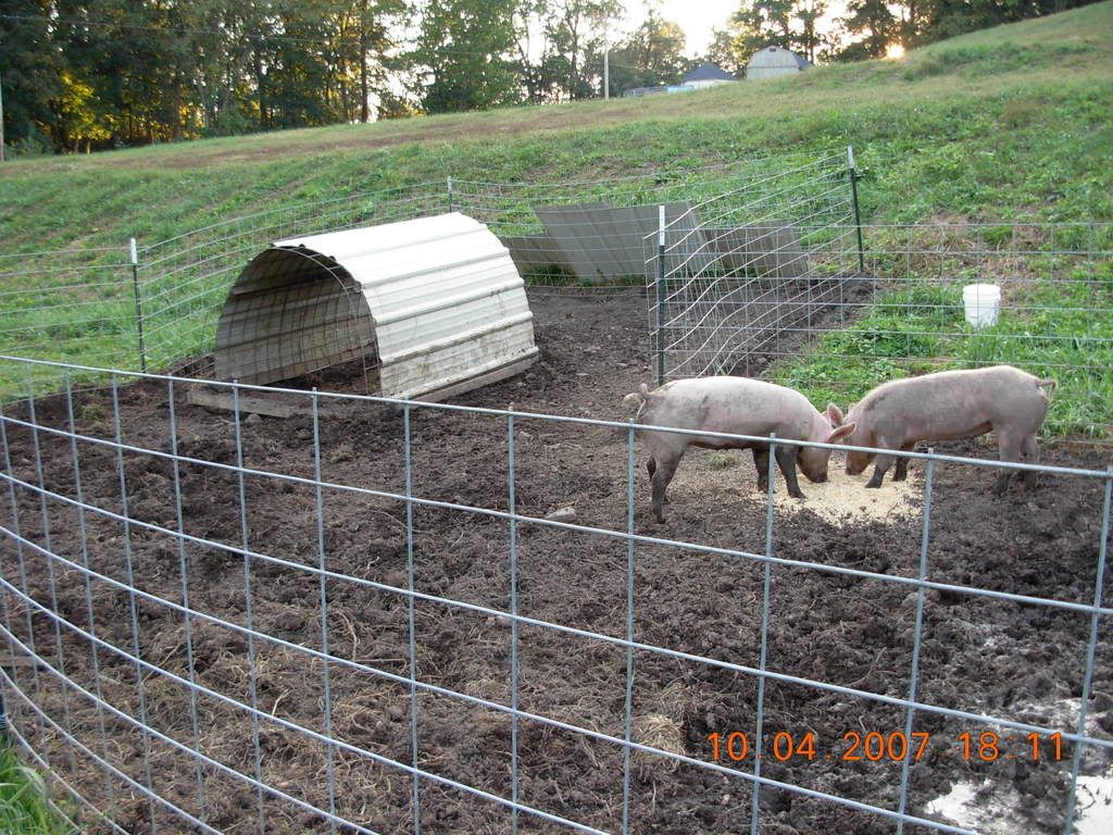 help with pig shelter - Homesteading Questions