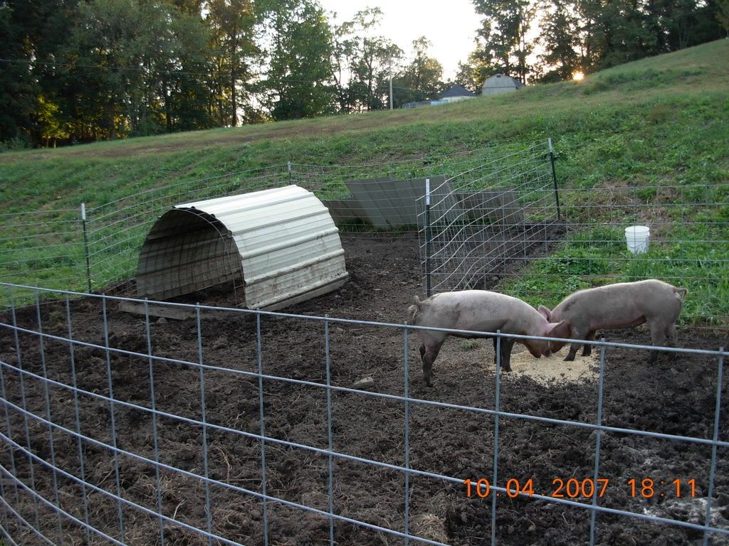 Cattle Panel Barn (or hoop house) - Homesteading Questions
