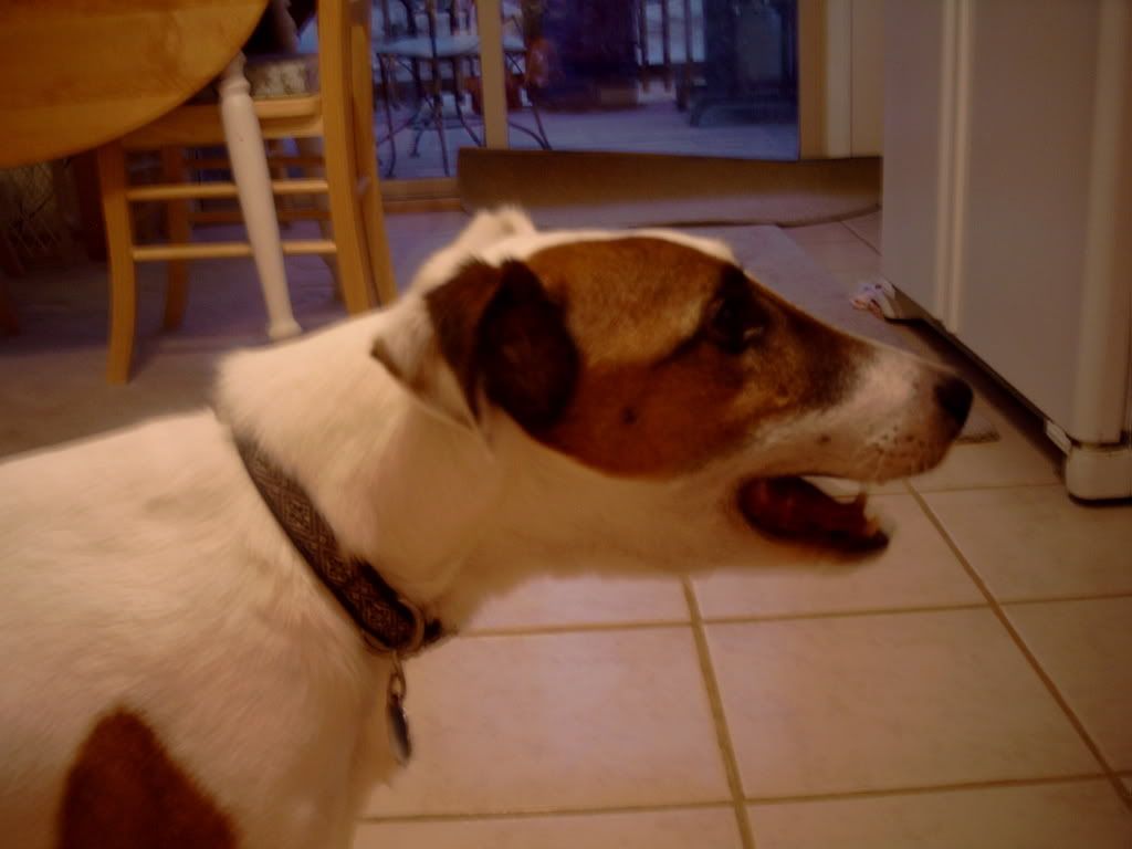 Managing Rattlesnakes? - Homesteading Questions