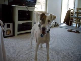 Managing Rattlesnakes? - Homesteading Questions