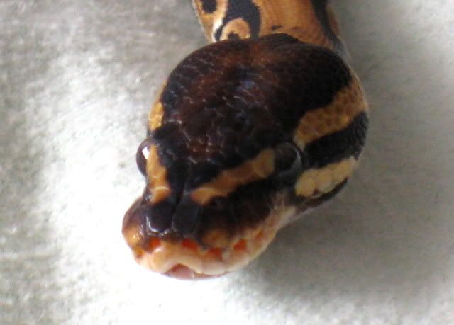 meerah006.jpg