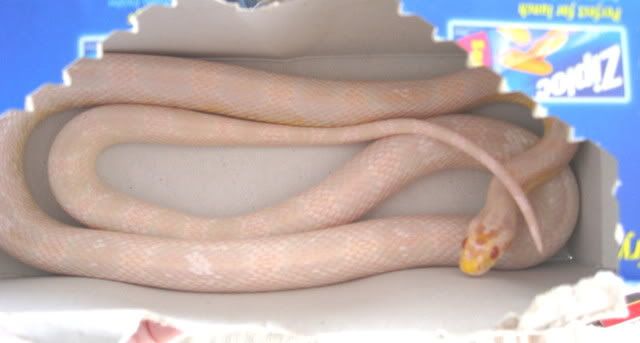 snakefamilymotley024.jpg
