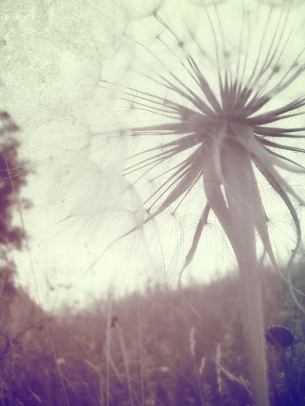 dandelion_by_tashaaxp.jpg