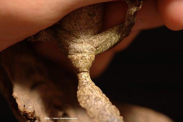 uroplatus_identifikacia-1.jpg