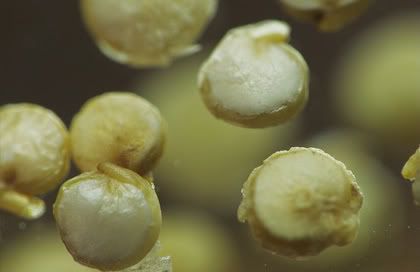 quinoa banner Quinoa, up close and personal.
