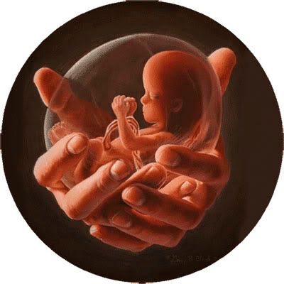 womb Pictures, Images and Photos