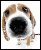 thedog.gif the dog image by jodizzlepapperius