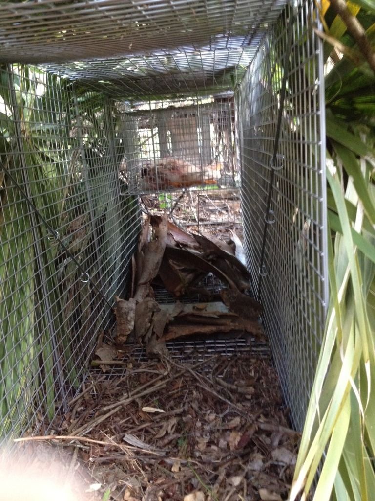 How to trap a bobcat, a very large one. GOT HIM