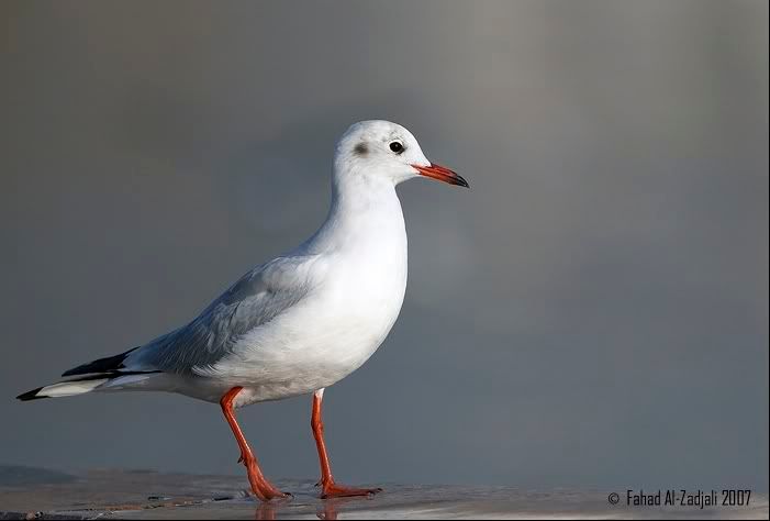 IMAGE: http://i165.photobucket.com/albums/u73/Next_Level_photography/IMG_2706py.jpg