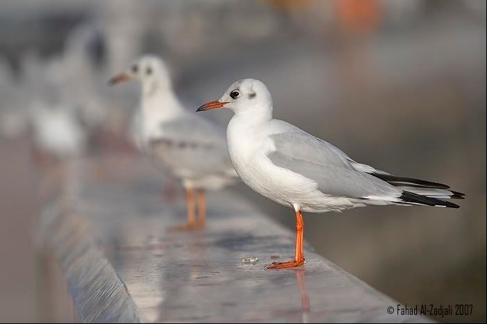 IMAGE: http://i165.photobucket.com/albums/u73/Next_Level_photography/IMG_2729.jpg