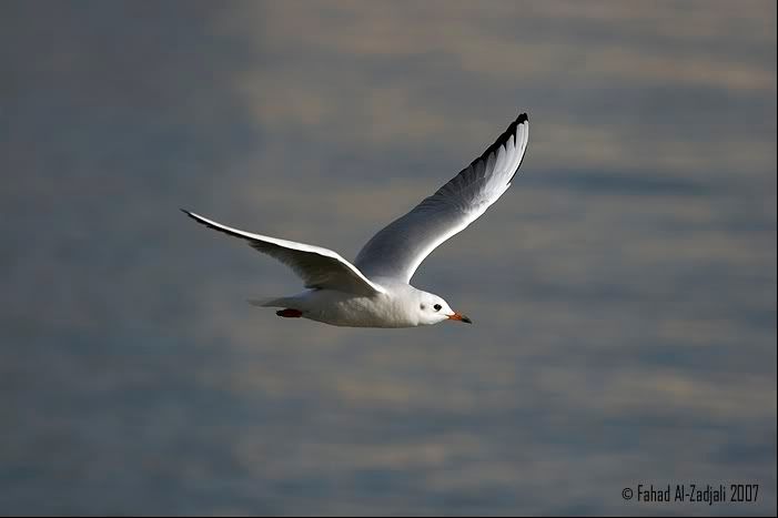 IMAGE: http://i165.photobucket.com/albums/u73/Next_Level_photography/IMG_2815.jpg