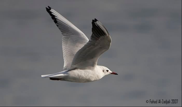 IMAGE: http://i165.photobucket.com/albums/u73/Next_Level_photography/IMG_2862.jpg