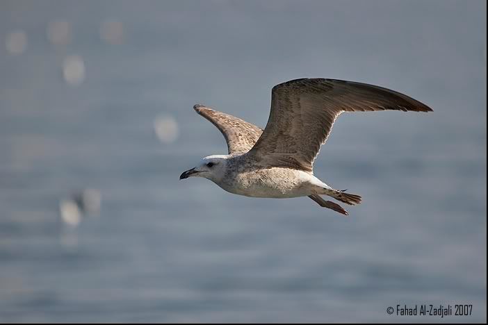 IMAGE: http://i165.photobucket.com/albums/u73/Next_Level_photography/IMG_2y903.jpg