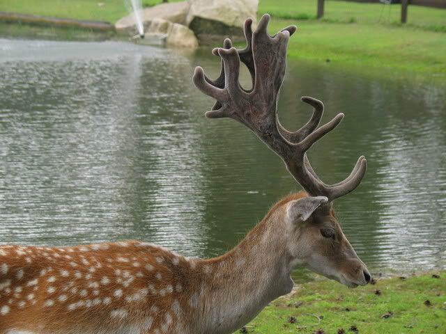 IMG_3055.jpg