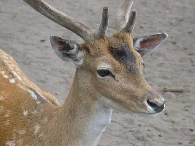IMG_3068.jpg