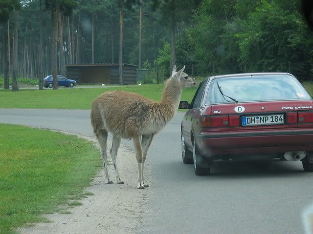 IMG_3091.jpg