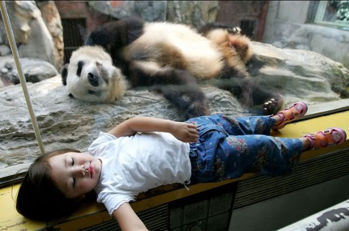 Sleeping With Panda Funny Picture