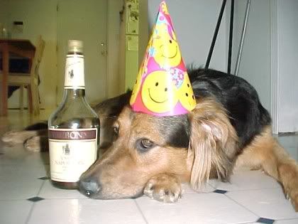 Party Dog Funny Picture