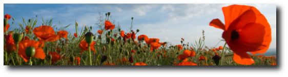 Poppy Pictures, Images and Photos