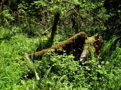 Hoh Rain Forest