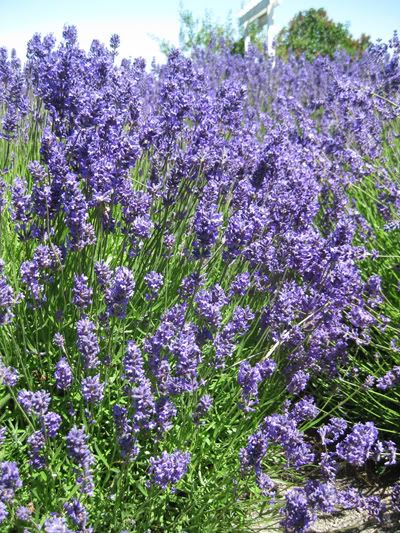 Lavender Farm