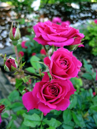 Portland Rose Garden 2