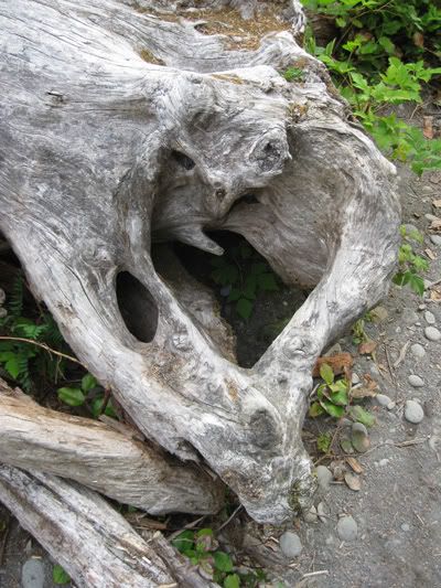 Ruby Beach Driftwood