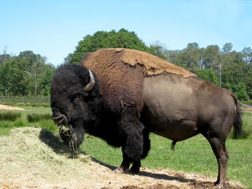 Bison