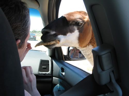 Llama
