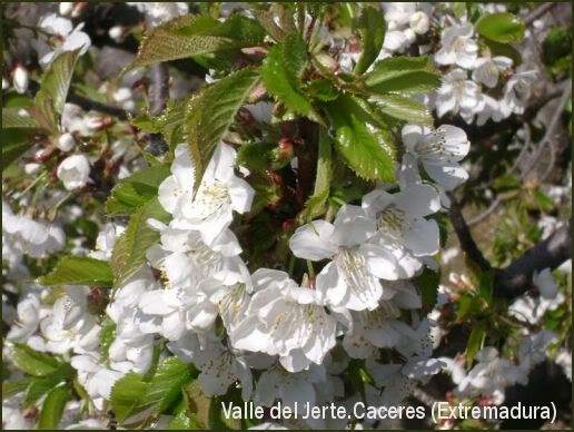 La belleza del Valle del Jerte y sus cerezos en flor.