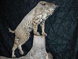 th_bobcat_on_stump_op_640x480.jpg