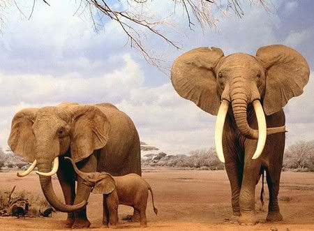 Family_Indian_Elephant.jpg