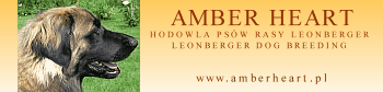 AMBER HEART Hodowla Leonbergerw