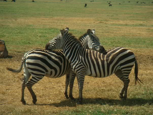 zebra.jpg