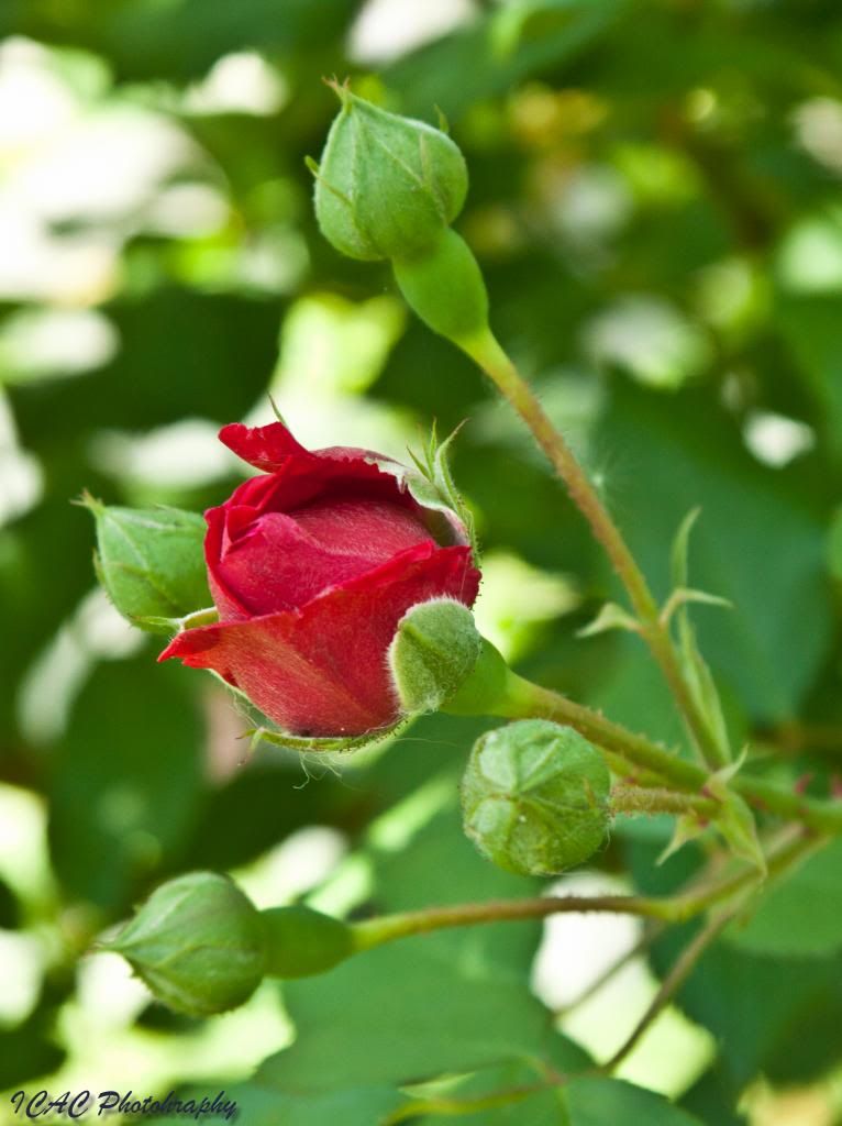 IMAGE: http://i165.photobucket.com/albums/u77/Falcon16_2007/_MG_5135_zps3f2b90c1.jpg