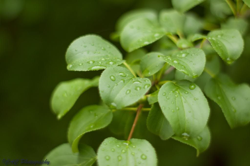 IMAGE: http://i165.photobucket.com/albums/u77/Falcon16_2007/_MG_6214_zps0eafb7e2.jpg