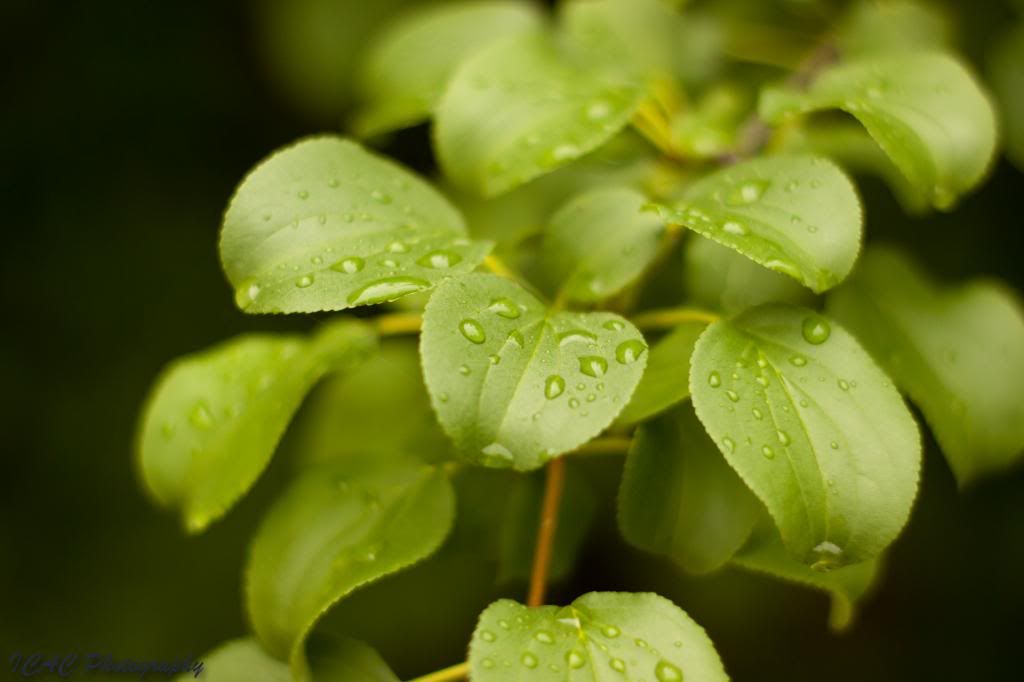 IMAGE: http://i165.photobucket.com/albums/u77/Falcon16_2007/_MG_6226_zps810c3ffa.jpg