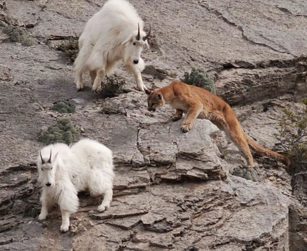 what eats a puma