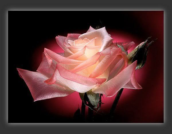 Roses photo: Roses brightrosedm2.jpg