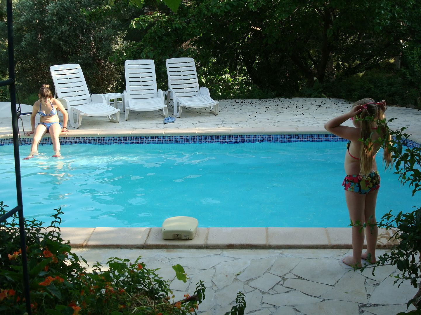 Pool and mulberry tree over chaiselongs