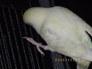 Donna020.jpg