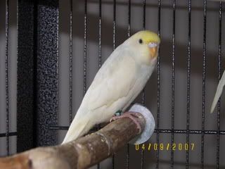 birds003.jpg
