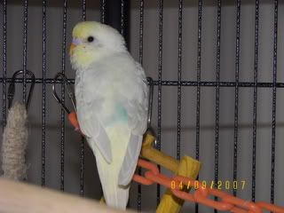 birds004.jpg