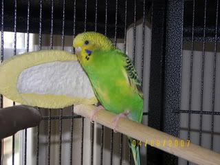 birds007.jpg