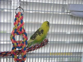 birds014.jpg